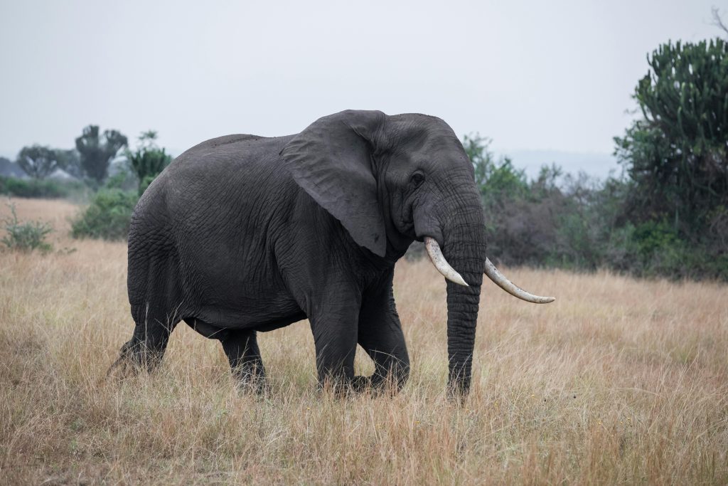 9-Day Uganda Gorillas, Chimps and Big 5 Wildlife