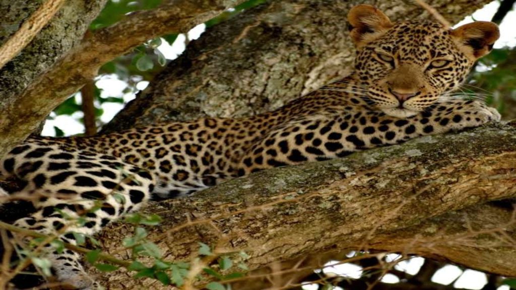 3 days Queen Elizabeth NP Mid Range Safari