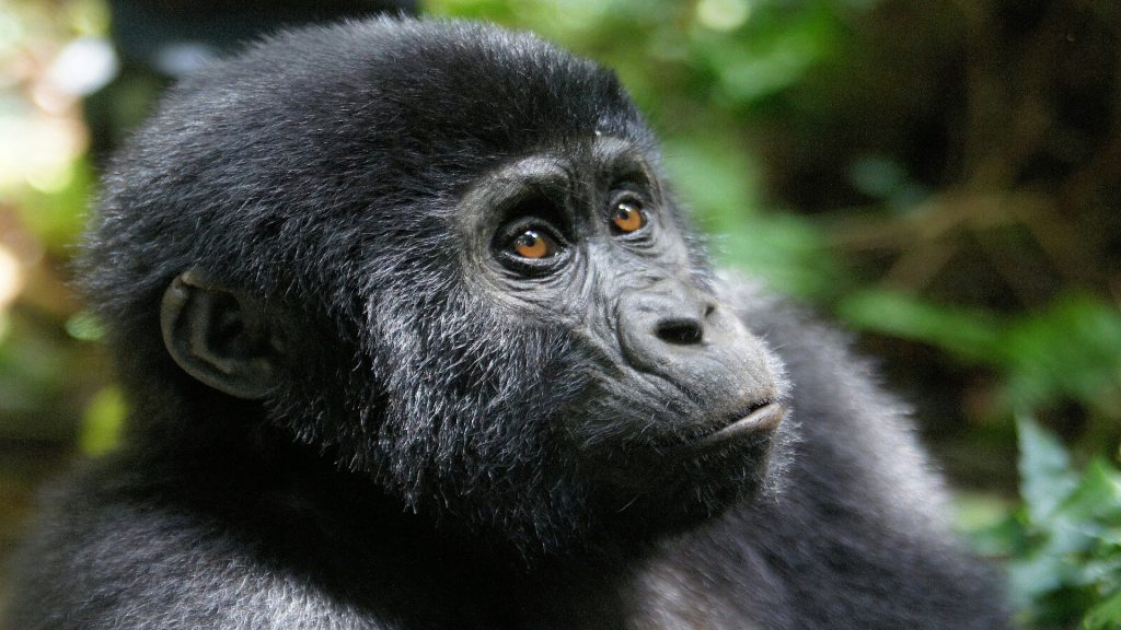 4-Day Rwanda Gorilla and Golden Monkey Trekking