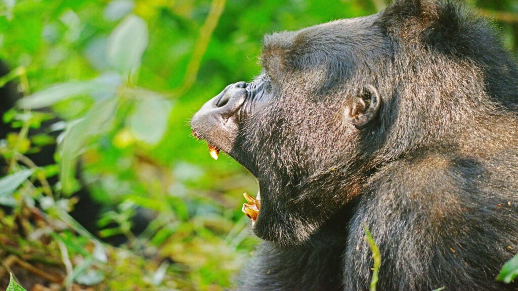 4 Days Primates and Lake Bunyonyi Budget Retreat
