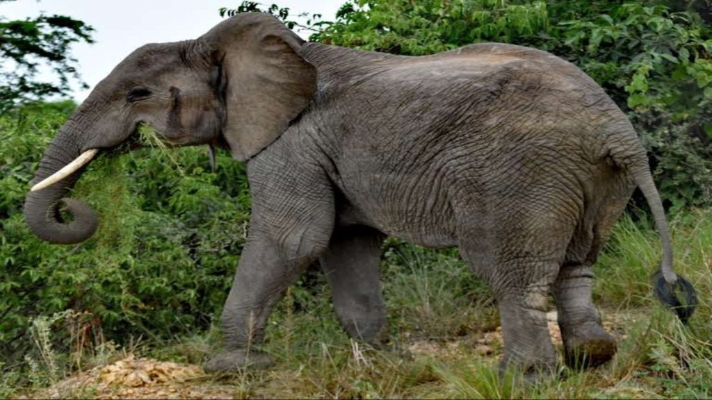 7-Day Classic Uganda Mid Range Safari