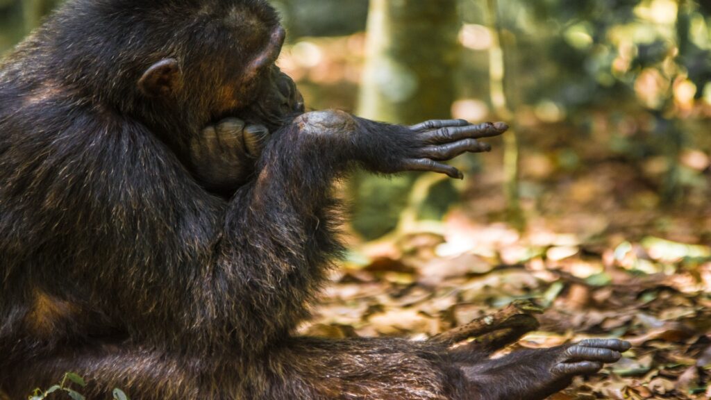8-Day Primates and Wildlife Luxury Safari