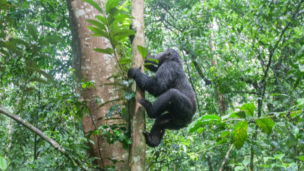 8-Day Primates and Wildlife Mid Range Safari