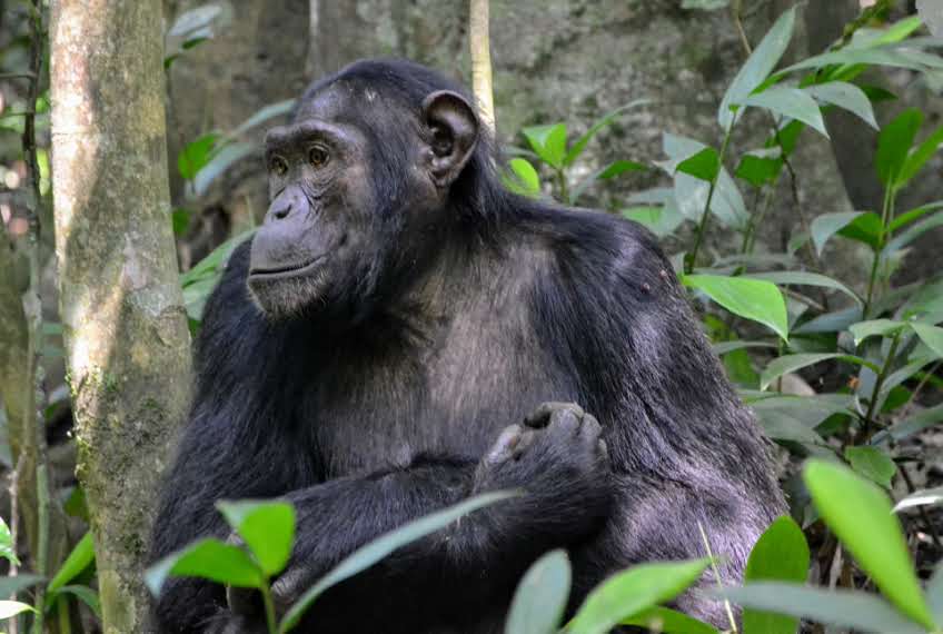 5 Days Ultimate Uganda Primate & Big 5 Safari