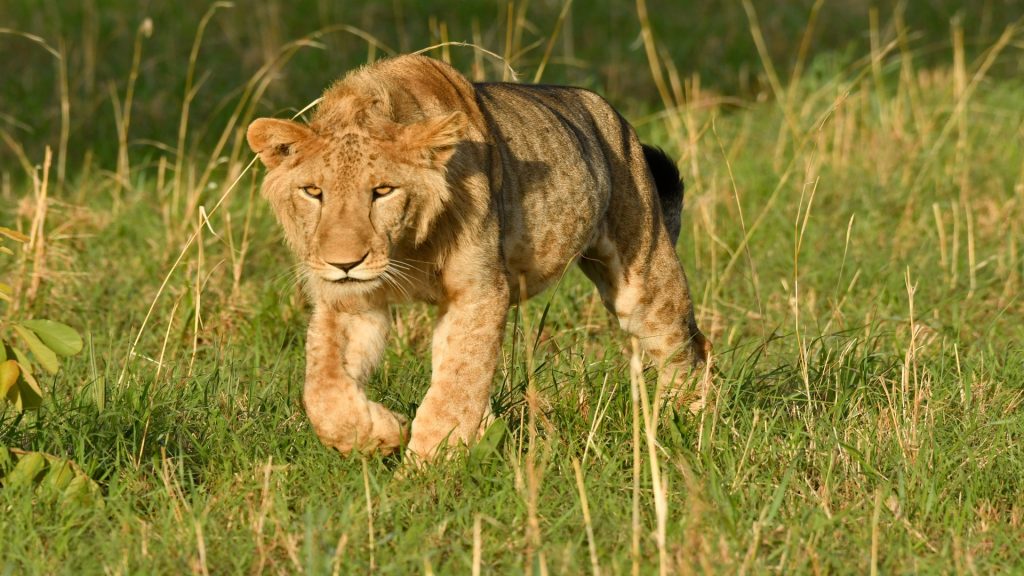 3 Days Murchison Falls Mid Range Tour