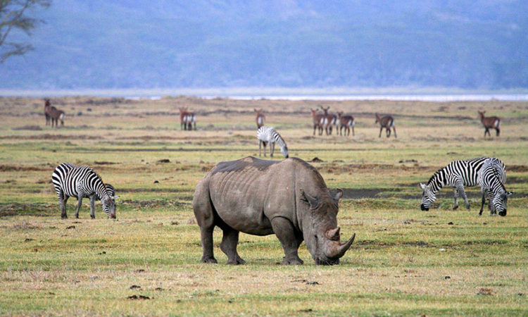 4-Day Ngorongoro Crater, Serengeti NP & Tarangire NP Budget Tour