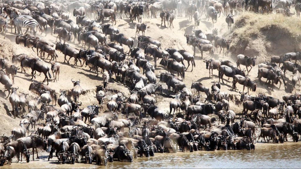 3-Day Taste of Masai Mara With Baloon Safari